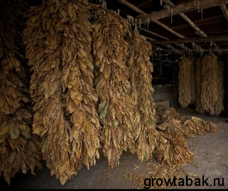 ферментация табака в сарае