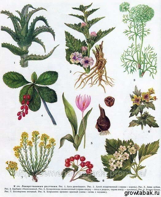 лекарственные растения