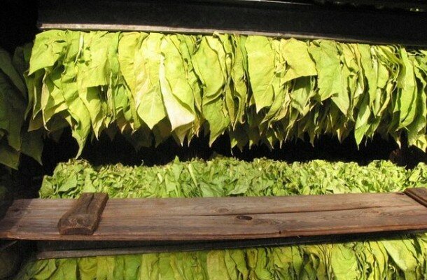 Как правильно выращивать табак в средней полосе россии?