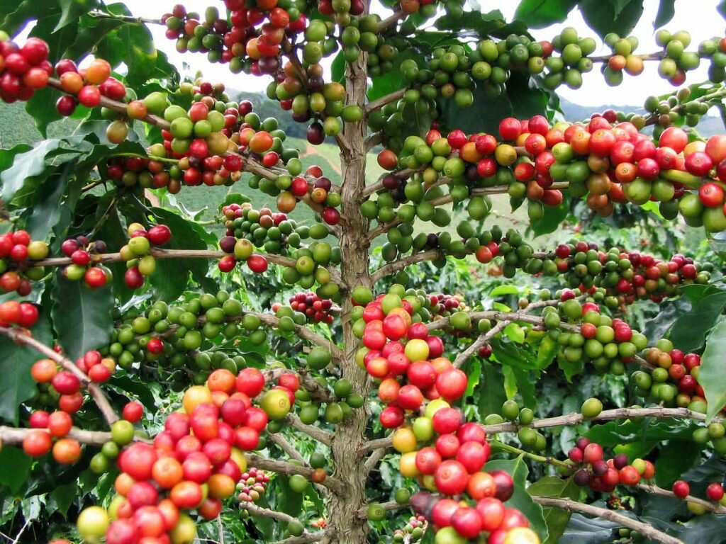 Выращивание кофе
