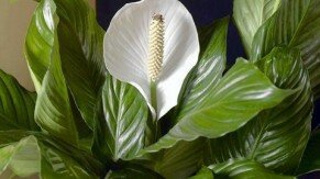 Houseplants such as authurium, Sago palm, peace lily, Boston fern and moth orchid make nice houseplants to give for Valentine's Day and other special occasions. Spathiphyllum, also known as the peace lily, is a very popular indoor houseplant. (Courtesy Costa Farms/costfarms.com/MCT) ORG XMIT: 1118138 ** HOY OUT, TCN OUT **