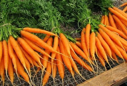 Сорт моркови забава