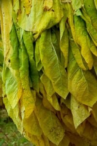 Табачные листья желтеют во время сушки