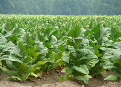 выращивание табака Вирджиния