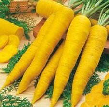 йеллоустоун сорт морковки