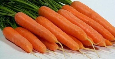 сорт моркови Лагуна