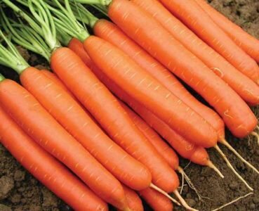сорт моркови витаминная
