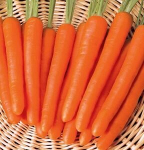 сорт моркови тушон