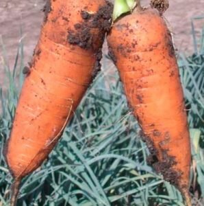 сорт моркови шантанэ