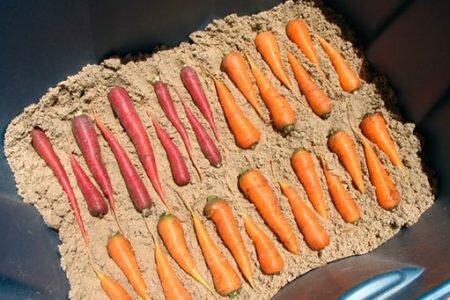 хранение морковки в песке